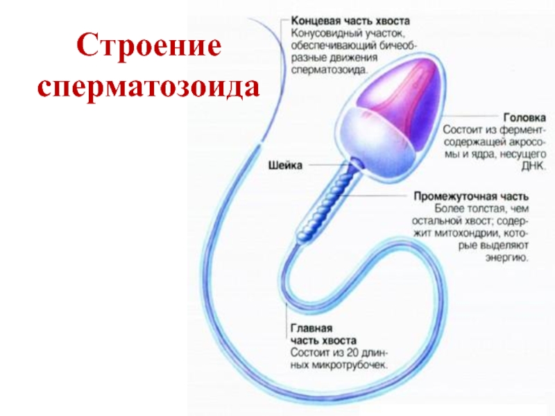 Хромосомы спермия. Ядро сперматозоида форма. Строение головки сперматозоида. Сперматозоид строение и функции. Строение ядра сперматозоида.