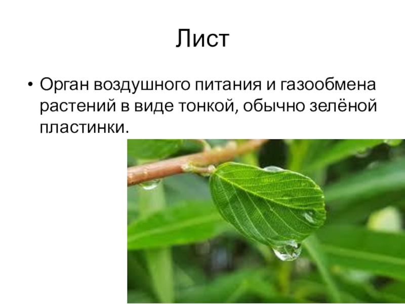 Газообмен у растений. Лист орган питания. Газообмен листьев. Органы воздушного питания у растений.