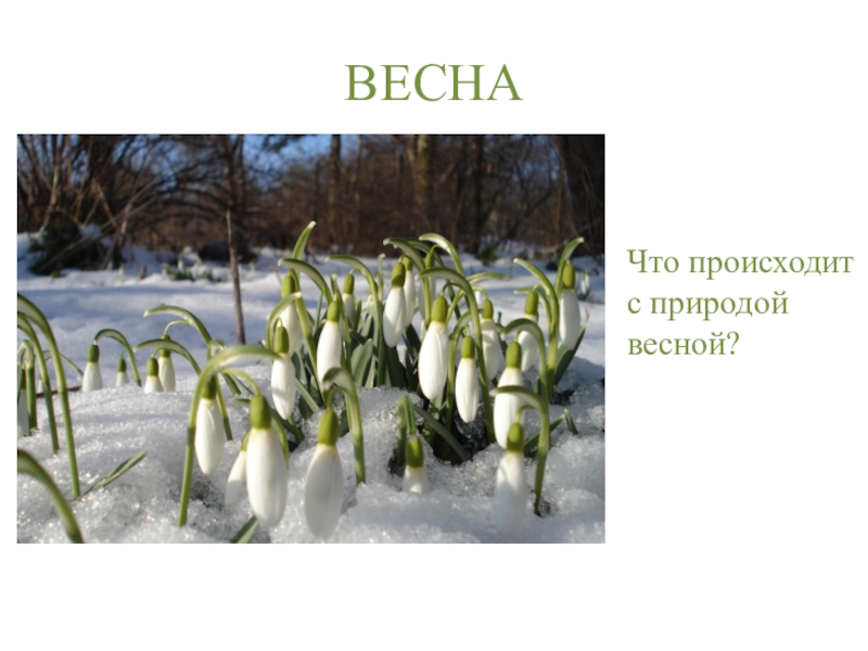 Что происходит с природой. Что происходит весной в природе. Красивые картинки природа весной весной.