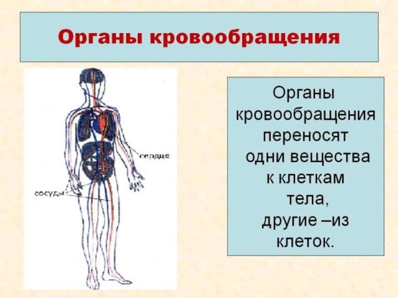 Органы репродукции человека презентация 9 класс