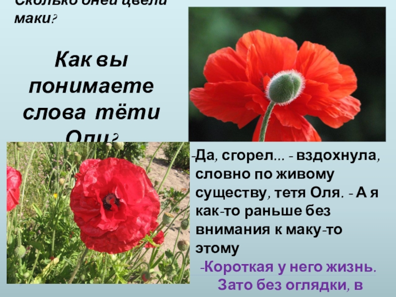 Почему рассказ живое пламя так называется. Маки живое пламя. Маки цветы описание. Стихи про маки. Рассказать про цветок Мак.