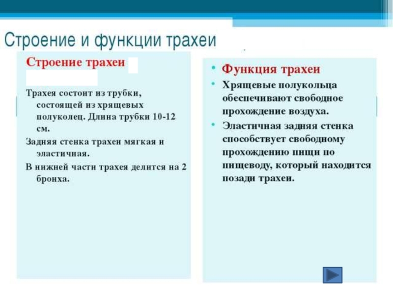 Органы дыхания таблица 8 класс. Трахея строение и функции. Функции трахеи 8 класс биология. Функции трахеи анатомия. Трахея строение и функции кратко.