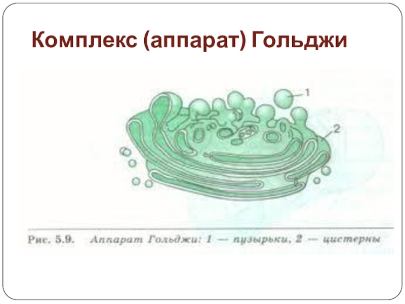 Схема строения комплекса гольджи