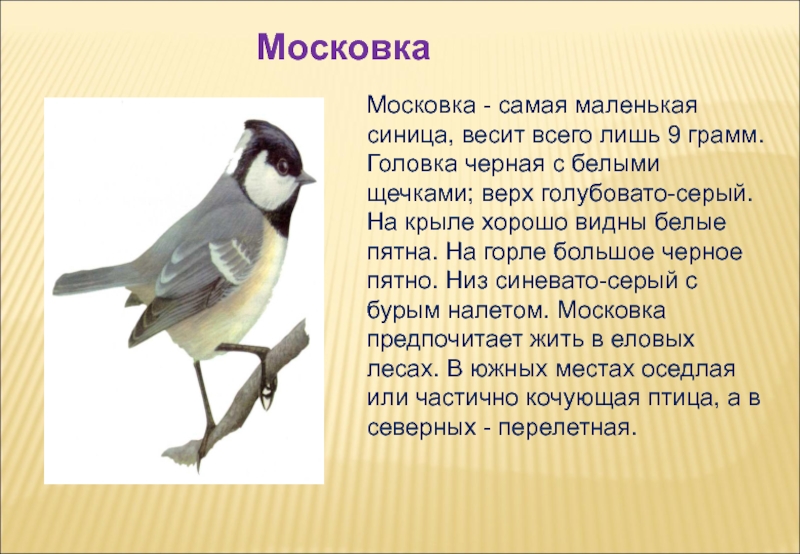 Синица весит. Московка птица описание. Синица Московка описание. Московка синица рассказ. Московка самец и самка.