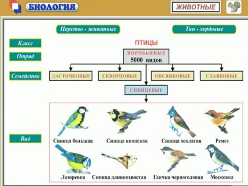 Биология 7 класс схема