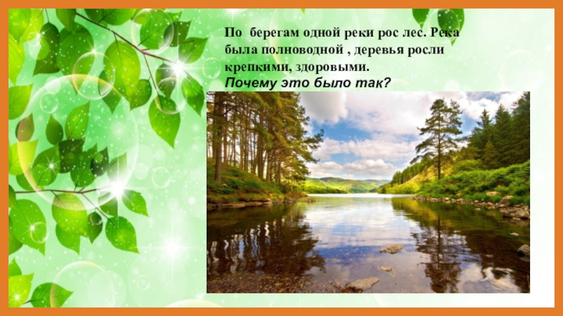 Росла река. По берегам речки растут. Экологическое равновесие реки и леса. По берегам речки растут осины. По берегам небольшой речки растет осина.