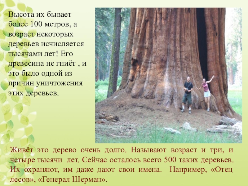 Дерево долго. Какие деревья живут долго. Возраст дерева и его высота. Дерево которое живет дольше всех. Возраст некоторых деревьев.