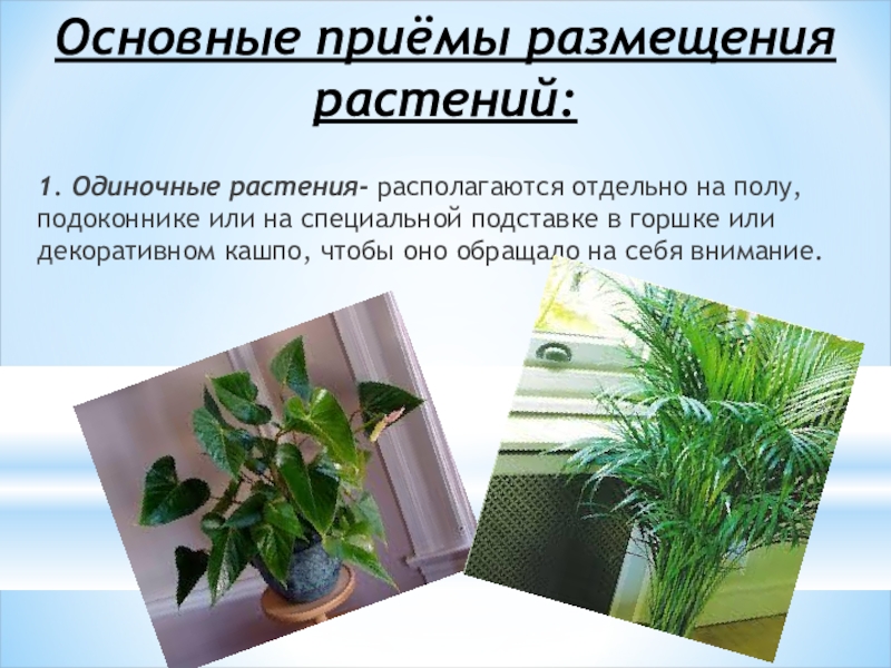 Основные приёмы размещения растений:1. Одиночные растения- располагаются отдельно на полу, подоконнике или на специальной подставке в горшке