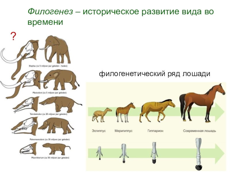 Филогенетические ряды