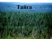 Презентация по экологии для детей подготовительной к школе группы на тему Тайга