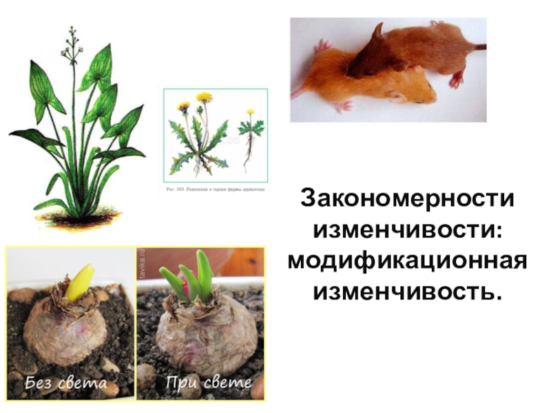 Модификационная изменчивость человека проект