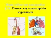 Биология пәні 8 сынып. Тыныс алу мүшесінің құрылысы.(презентация)