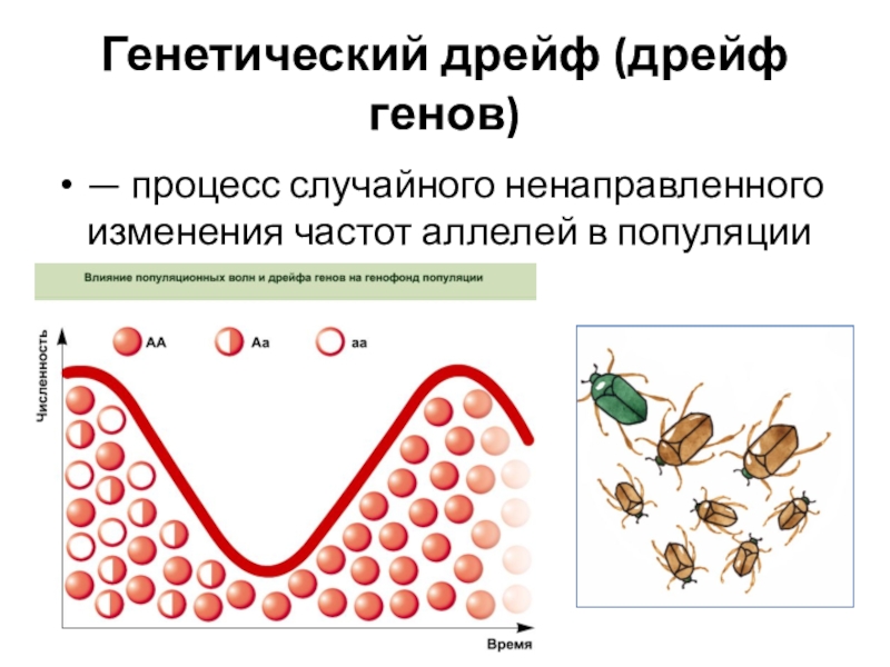 Дрейф генов схема