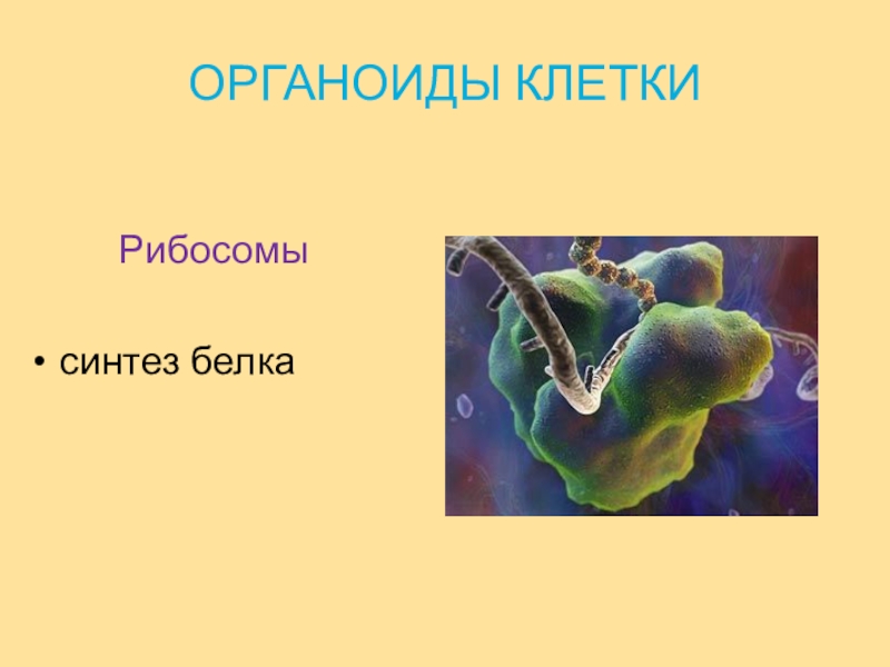 Органоиды участвуют в синтезе белка. Белка в клетке. Морфологическая характеристика клетки синтезирующей белки.