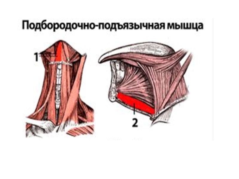 Подъязычная мышца. Подбородочно подъязычная мышца иннервация. Подбородочно-подъязычная мышца (m. geniohyoideus). Подбородочно подъязычная мышца функции. Подбородочно подъязычная мышца шеи функции.