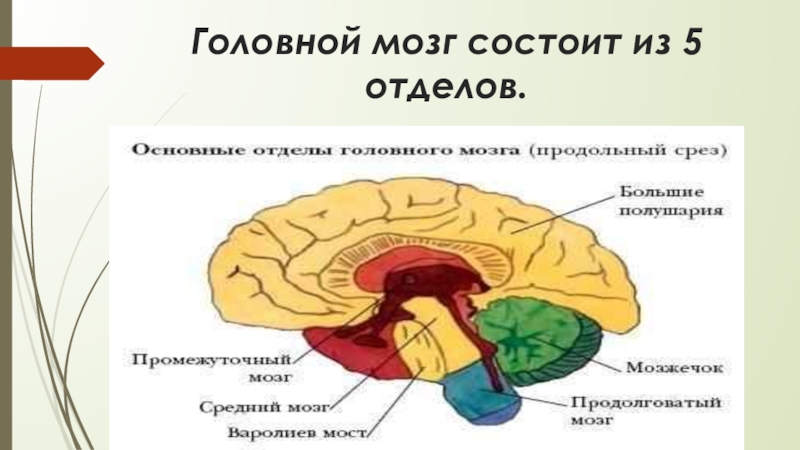 Мозг 5 класс. Головной мозг биология 8 класс. Головрй мозг сомтоит и. Головной мозг состоит из отделов. Головной мозг состоит из 5 отделов.