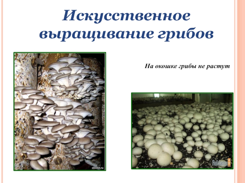 Искусственное выращивание грибовНа окошке грибы не растут