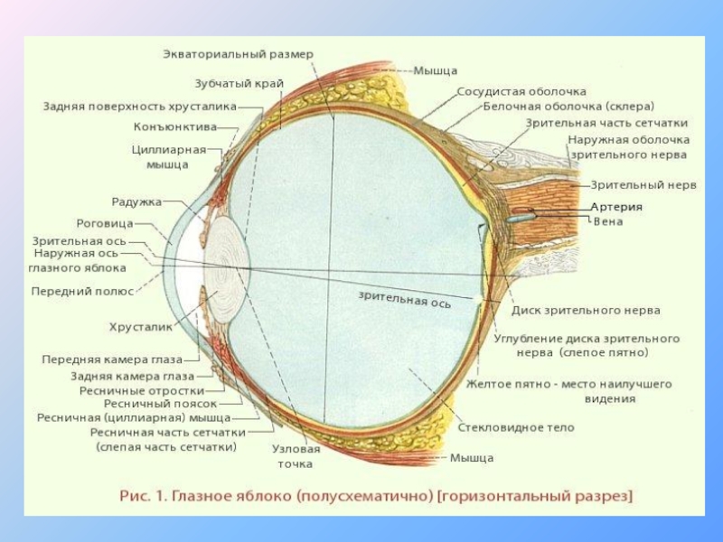 Оболочки глазного яблока картинка