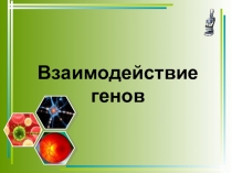 Презентация по биологии на тему Взаимодействие генов