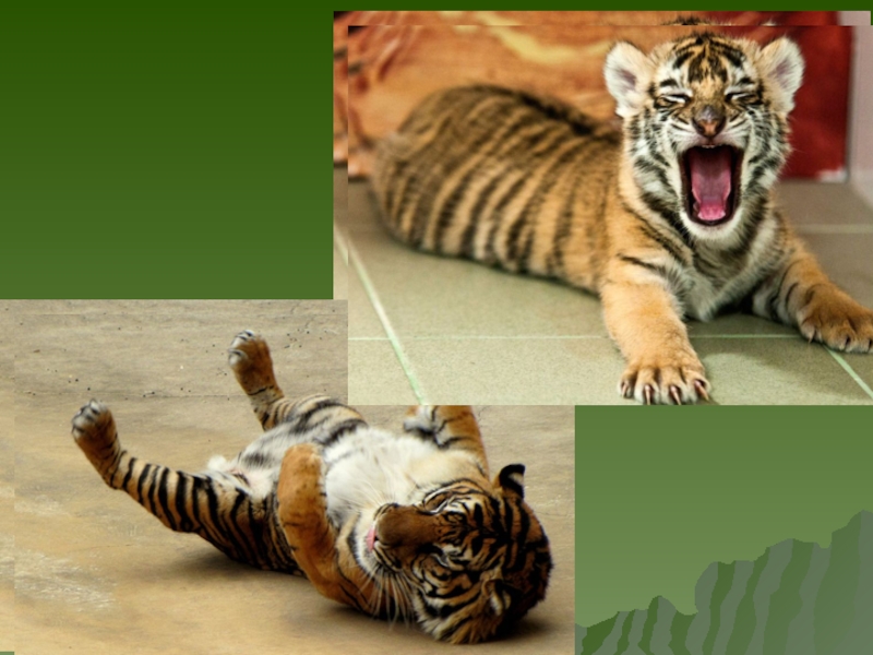 Уссурийский тигр биологический прогресс. Уссурийский тигр презентация. Уссурийский рыжий тигр. Интересные картинки с уссурийским тигром. Сообщение про Уссурийского тигра.