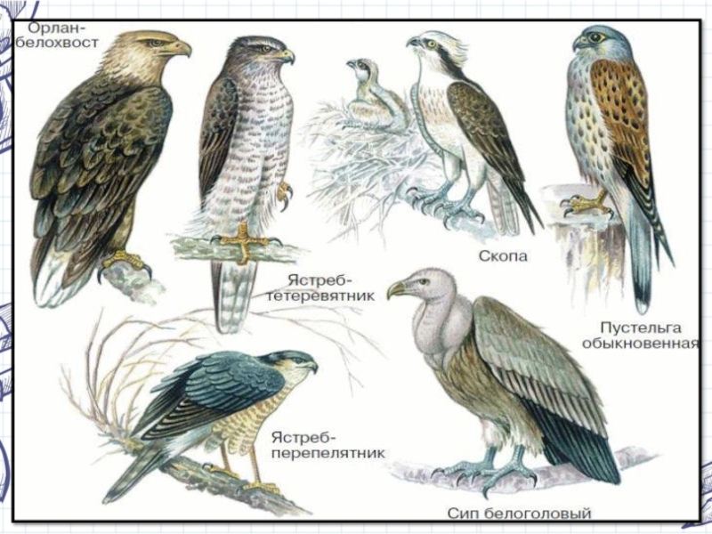 Презентация по биологии 7 класс хищные птицы