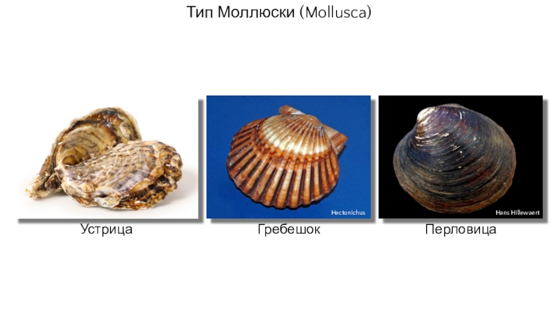 Перловица где обитает. Определи какое животное имеет наружный скелет из хитина перловица. Mollusca большая Дмитровка. Helix Mollusca.