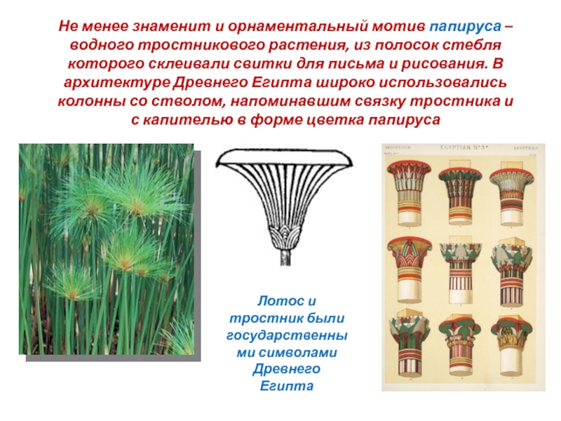 Древние цветы презентация