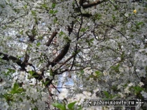 Презентация к уроку осетинского языка по теме: Номдарты нысаниуæг. (5 класс)