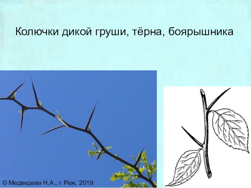 Органы барбариса и винограда обозначенные на рисунке вопросительным знаком