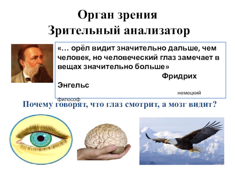 Глаз смотрит мозг видит. Орган зрения. Орган зрения презентация. Орган зрения и зрительный анализатор. Зрительный анализатор презентация.