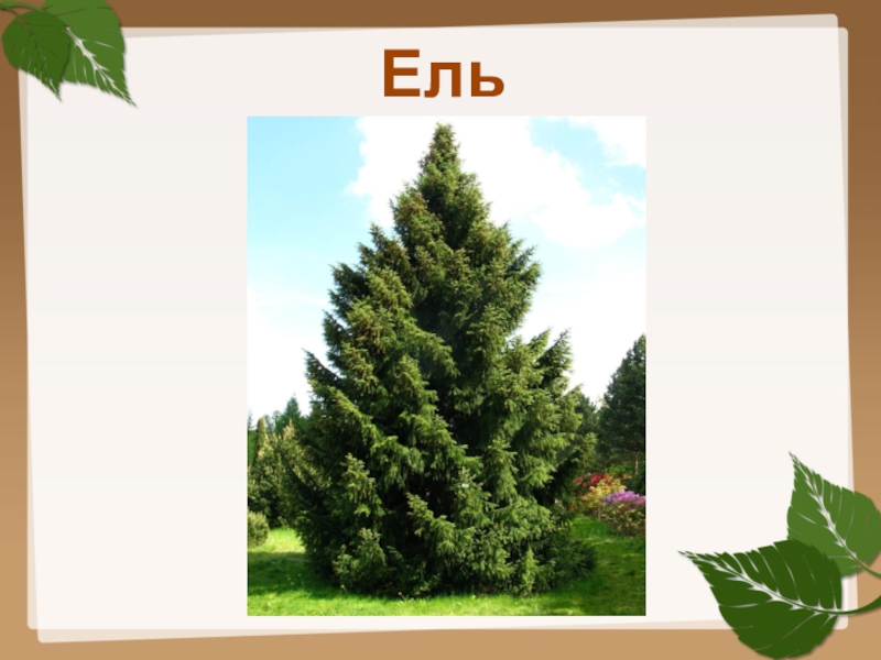 Пихтово-еловые леса урала. Ель дерево для дошкольников. Хвойные деревья для детей дошкольного возраста. Ель балатон. Ель сибирская дендрология.
