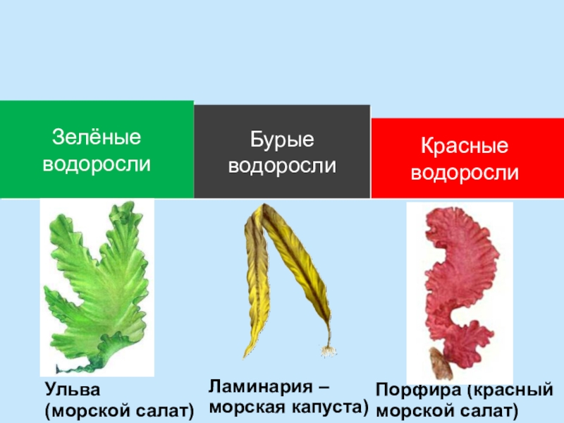 Водоросли их многообразие в природе презентация 6 класс пономарева