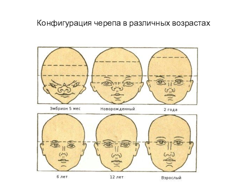 С какого возраста лица мужского пола. Конфигурация черепа в различных возрастах. Изменение черепа с возрастом. Череп человека в разном возрасте. Нормальная форма черепа.