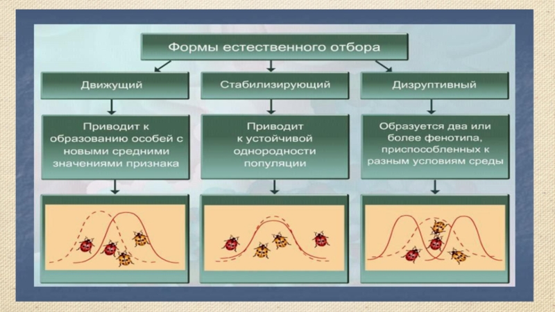 Биология 11 класс презентация