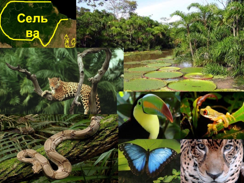 Природный и животный мир южной америки. Растения сельвы Южной Америки. Животный мир влажных экваториальных лесов Южной Америки.
