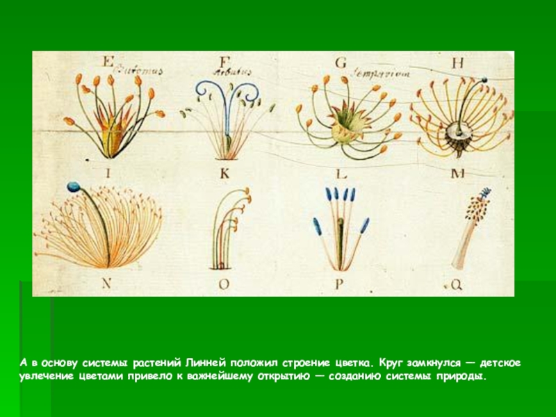 Система природы. Карл Линней растения. Карл Линней ботаника. Карл Линней система растений. Карл Линней коллекция.