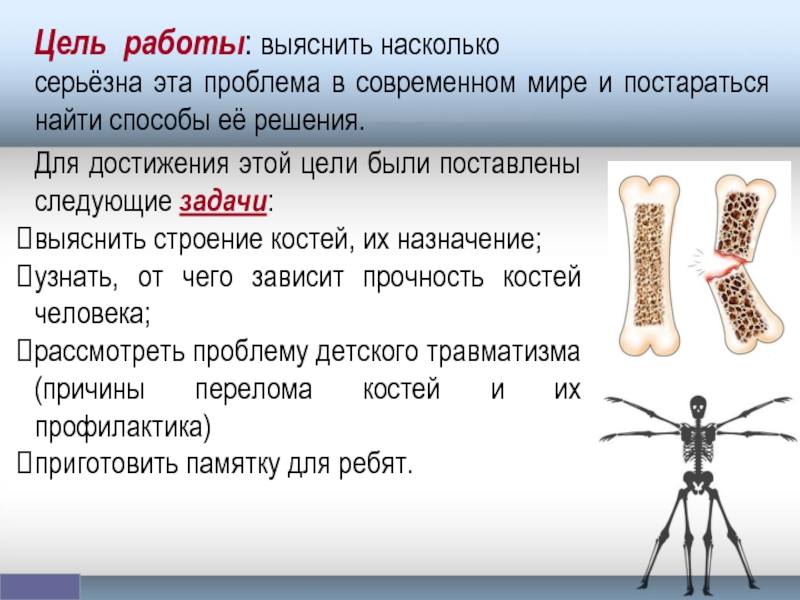 Самая твердая кость. Прочность человеческой кости. Кость прочнее стали. Прочность кости взрослого человека. От чего зависит прочность костей человека.