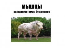 Презентация по биологии на тему Мышцы 8 класс