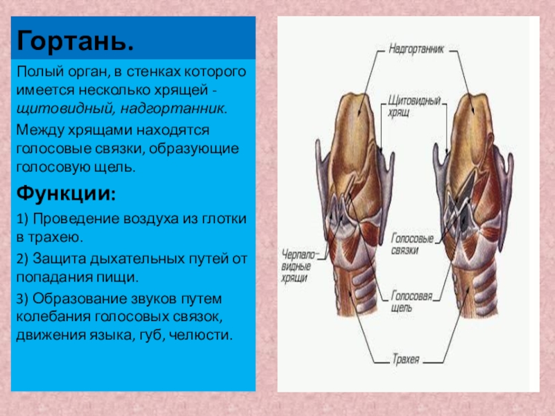 Какие отверстия имеются в стенках atrium dextrum