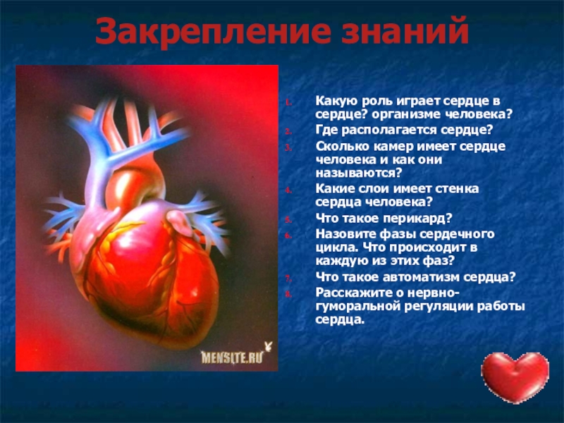 Насколько сердце. Роль сердца в организме. Какова роль сердца в жизнедеятельности организма.