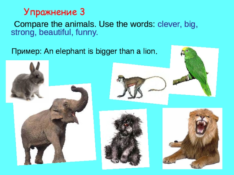 Compare the animals use the Words useful Clever big strong beautiful funny. Compare animals. He is an Elephant 3 класс. An Elephant is a big animal 3 класс.