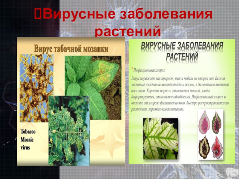 Определение болезней растений. Таблица вирусные заболевания растений 6 класс. Вирусы заболевания растений. Вирусные болезни растений. Болезни растений вызываемые вирусами.