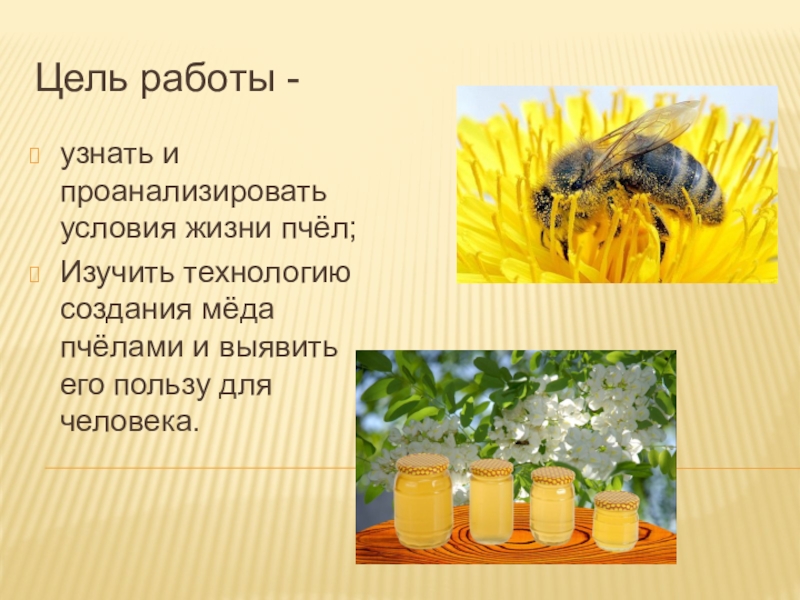 Информация о пчелах 2 класс