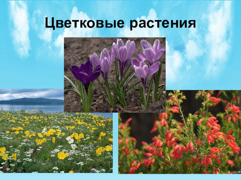 Что такое цветковые растения. Цветковые растения России. Маленькое цветковое растение. Не цветковые растения. Цветковые растения Тамбовской области.