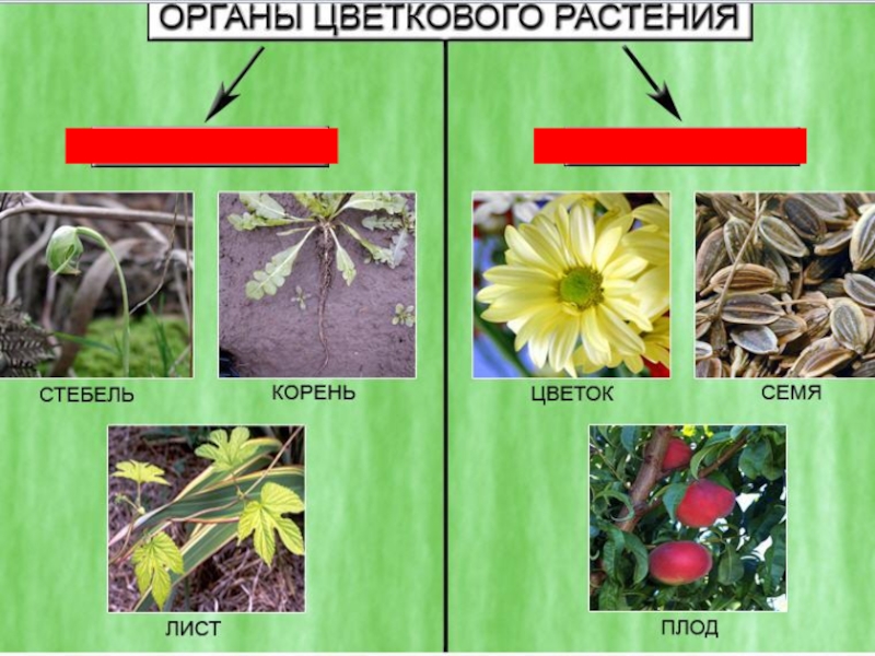 Корни стебли цветки листья плоды. Проект по биологии 6 класс на тему растения переселенцы. Найти презентацию на тему растения 5 класс биология.