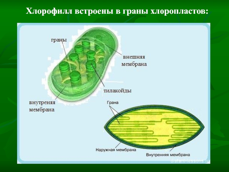 Хлоропласты содержатся в клетках. Строение хлоропласта фотосинтез. Строение хлоропласта растительной клетки. Хлорофилл строение клетки. Хлоропласты хлорофиллы рисунок.