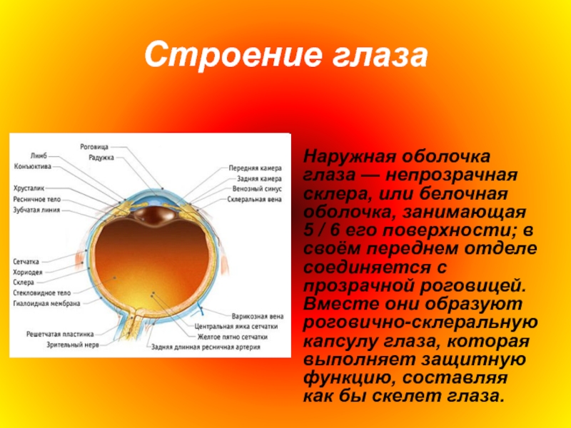 Оболочки глазного яблока белочная