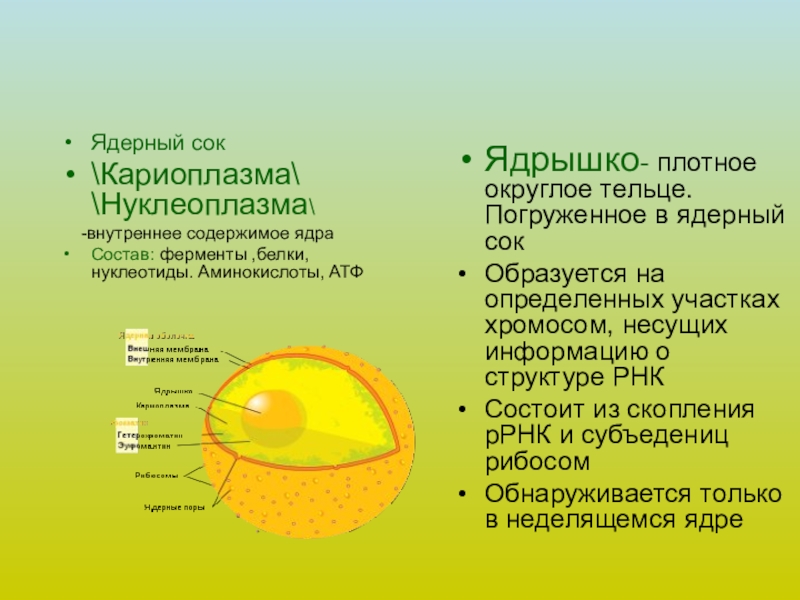 Ядро клетки презентация