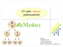 Презентация по теме Мейоз