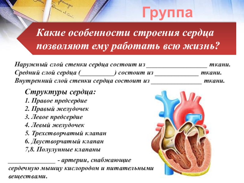 Сердце образовано клетками. Строение сердца ткани. Строение стенки сердца. Ткани образующие сердце. Наружный слой сердца.
